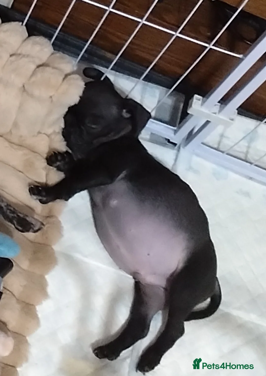 Frug dogs for sale: Frug  in Alton - Advert 7