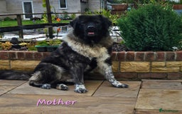Caucasian Shepherd Dog dogs for sale: Caucasian Shepherd puppies  - Image 6