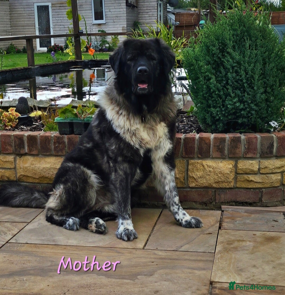 Caucasian Shepherd Dog dogs for sale: Caucasian Shepherd puppies  - Image 6