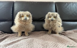 Mixed Breed birds for sale: Bengal eagle owl chicks - Image 1