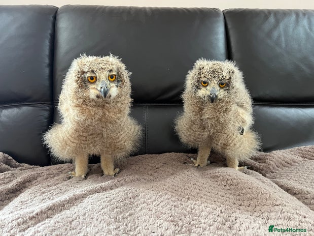 Mixed Breed birds - Advert 13