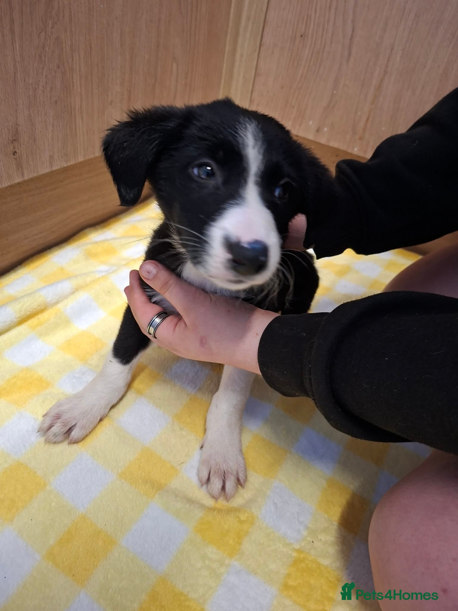 Border Collie dogs for sale: 4 male Border Collies for sale  - Advert 5