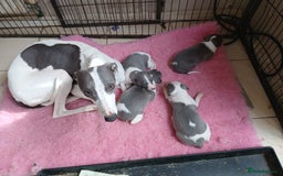 Whippet dogs for sale: Kc reg whippet  puppies - Image 1