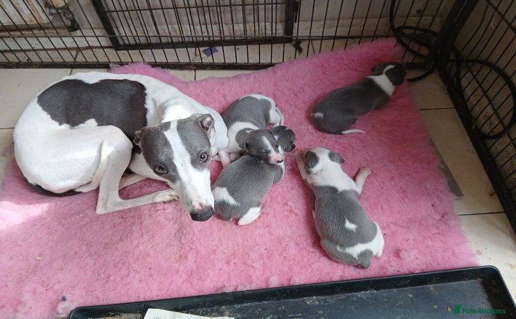 Whippet dogs - Advert 3