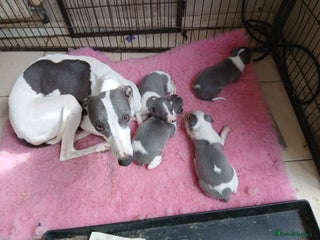 Whippet dogs - Advert 4