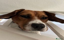 Beagle dogs for sale: Rehoming female beagle - Pickles - Image 4
