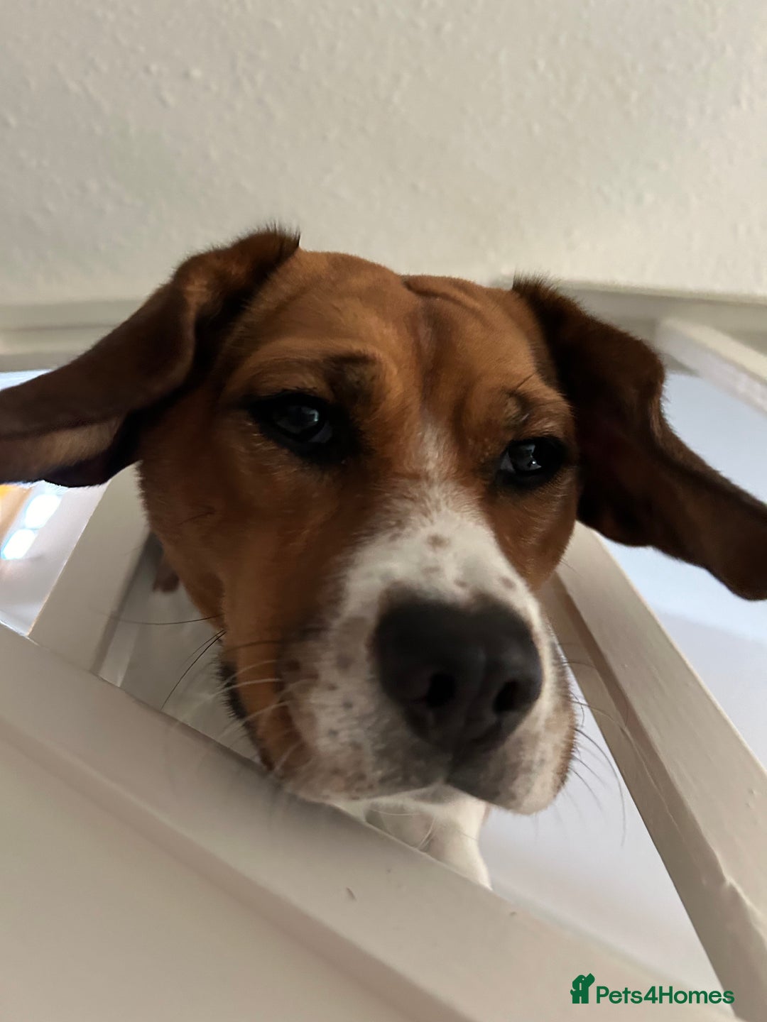 Beagle dogs for sale: Rehoming female beagle - Pickles - Image 4