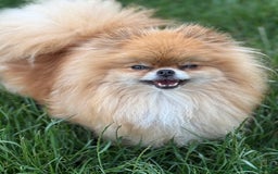 Pomeranian dogs for sale: Two tiny boys are looking for their home - Image 11