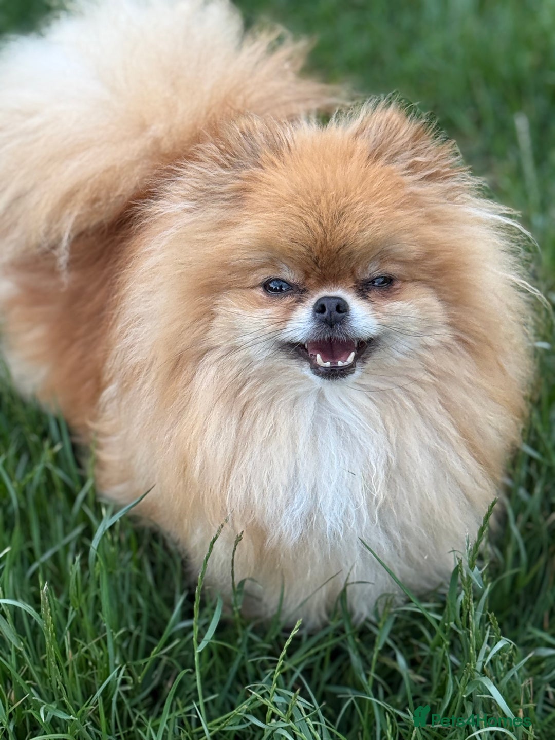 Pomeranian dogs for sale: Two tiny boys are looking for their home - Image 11