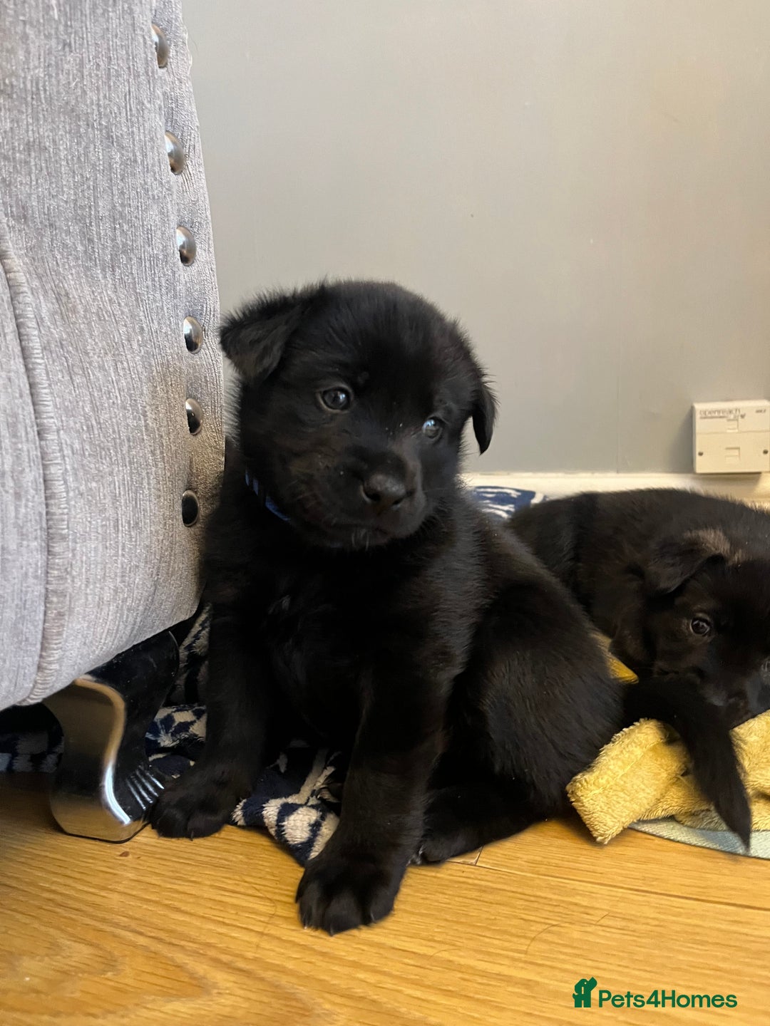 Mixed Breed dogs for sale: 8 beautiful puppies for sale - Advert 6