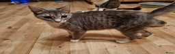 Mixed Breed cats for sale: Ghost tabby cats - Advert 11