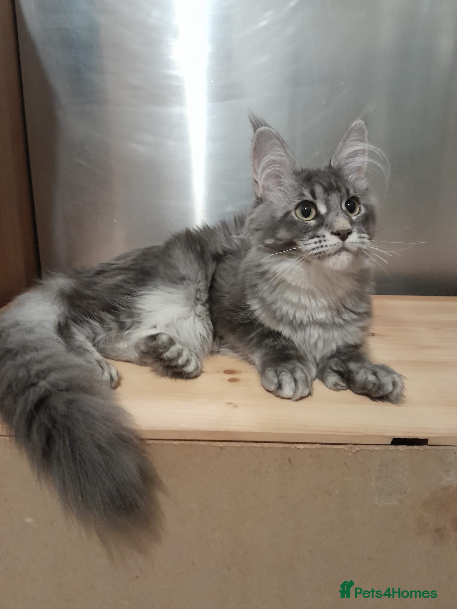 Maine Coon cats Polydactyl SolidBlue/BlackSilver Girls Maine Coon - Advert 6