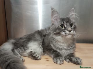 Maine Coon cats Polydactyl SolidBlue/BlackSilver Girls Maine Coon - Advert 6