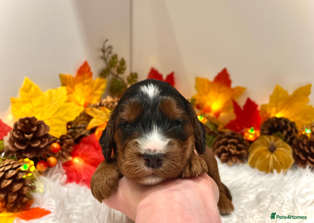 Cockapoo dogs for sale: 🌟Rare Reverse F1B Sable🌟DNA CLEAR Mini Cockapoos - Image 19