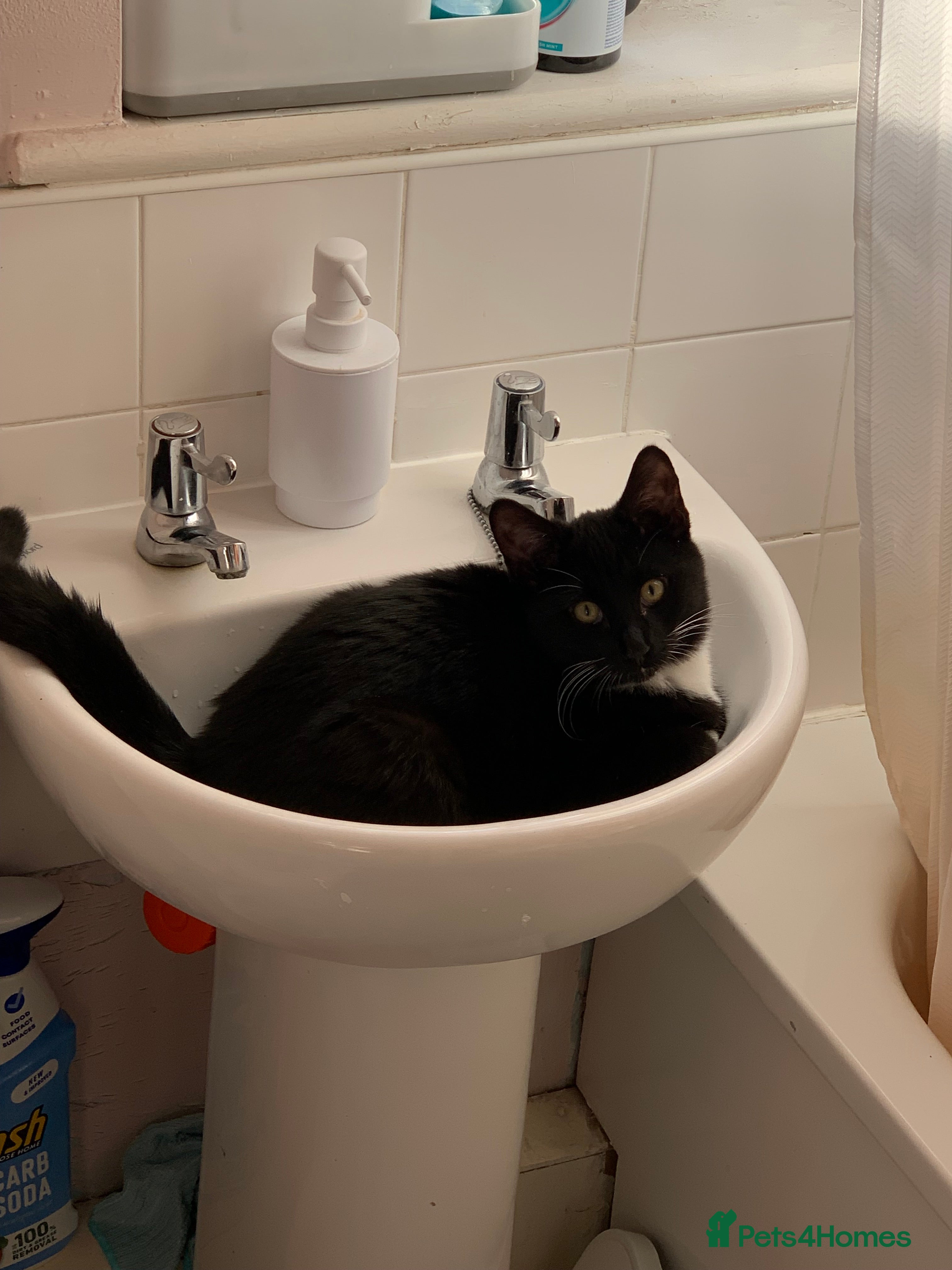 Mixed Breed cats FREE OF CHARGE - Advert 11