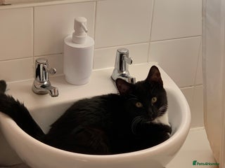 Mixed Breed cats FREE OF CHARGE - Advert 16