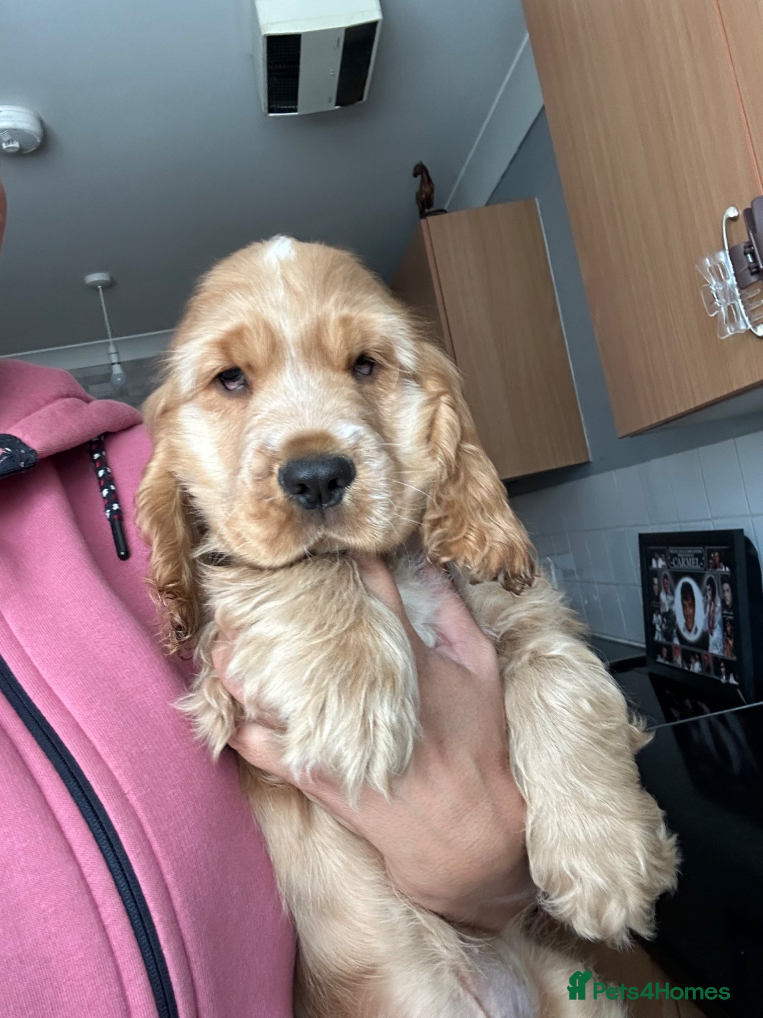 Cocker Spaniel dogs 1 SHOW stunning true to the type show cocker 🐶  - Advert 17