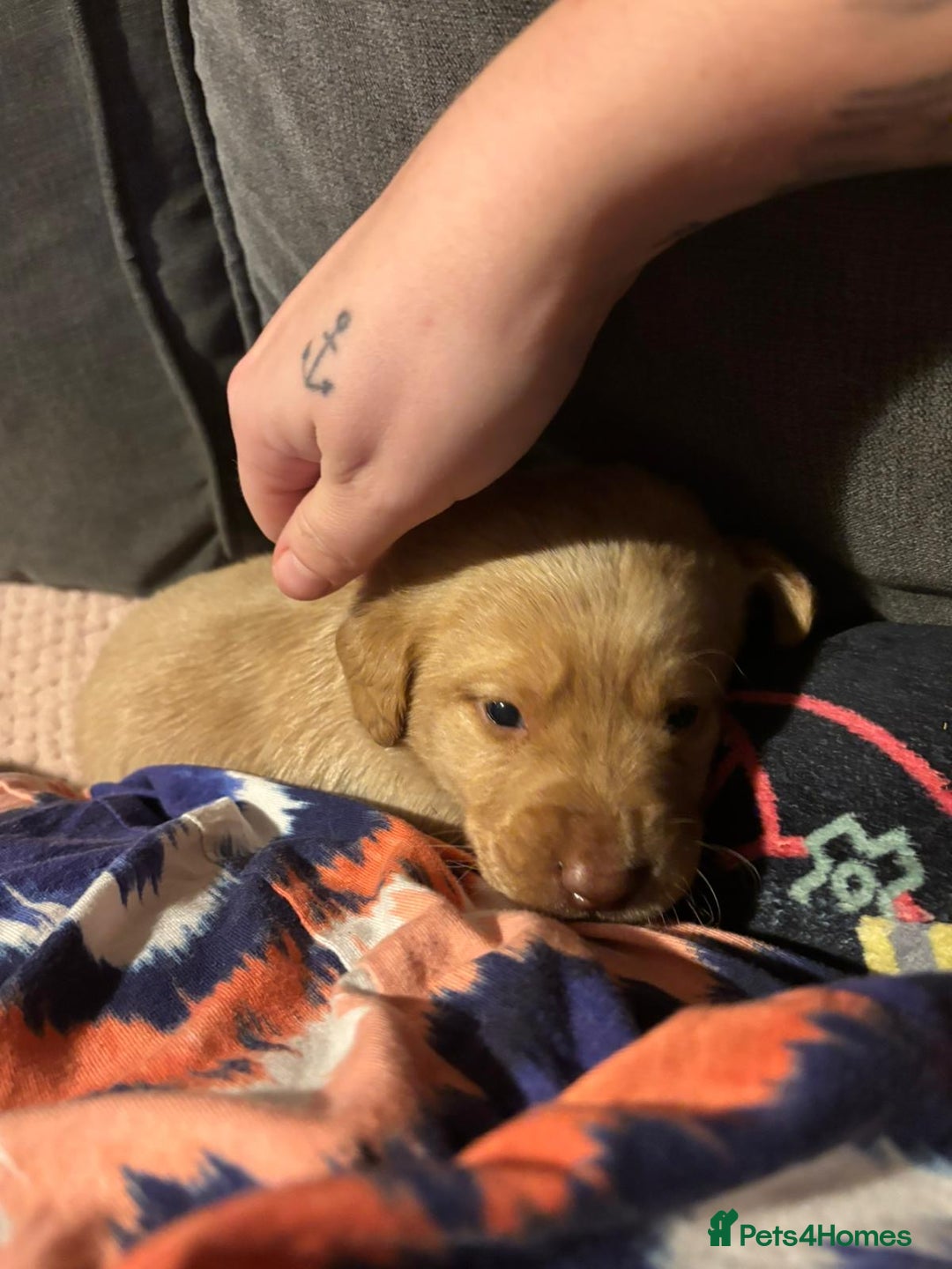 Labrador Retriever dogs for sale: Dudley Labrador Puppies - Advert 4