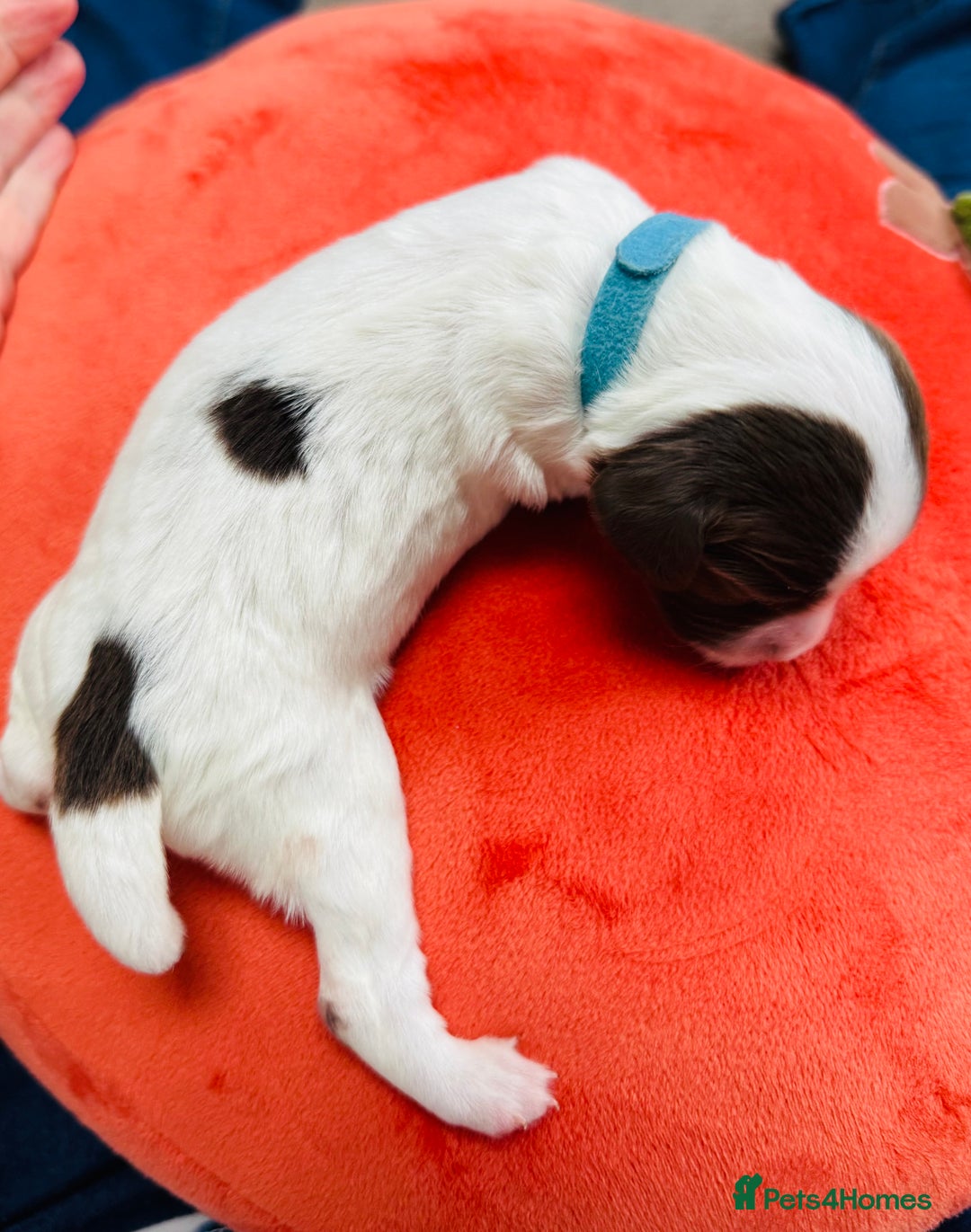 English Springer Spaniel dogs for sale: KC Quality English Springer Spaniels - Image 1
