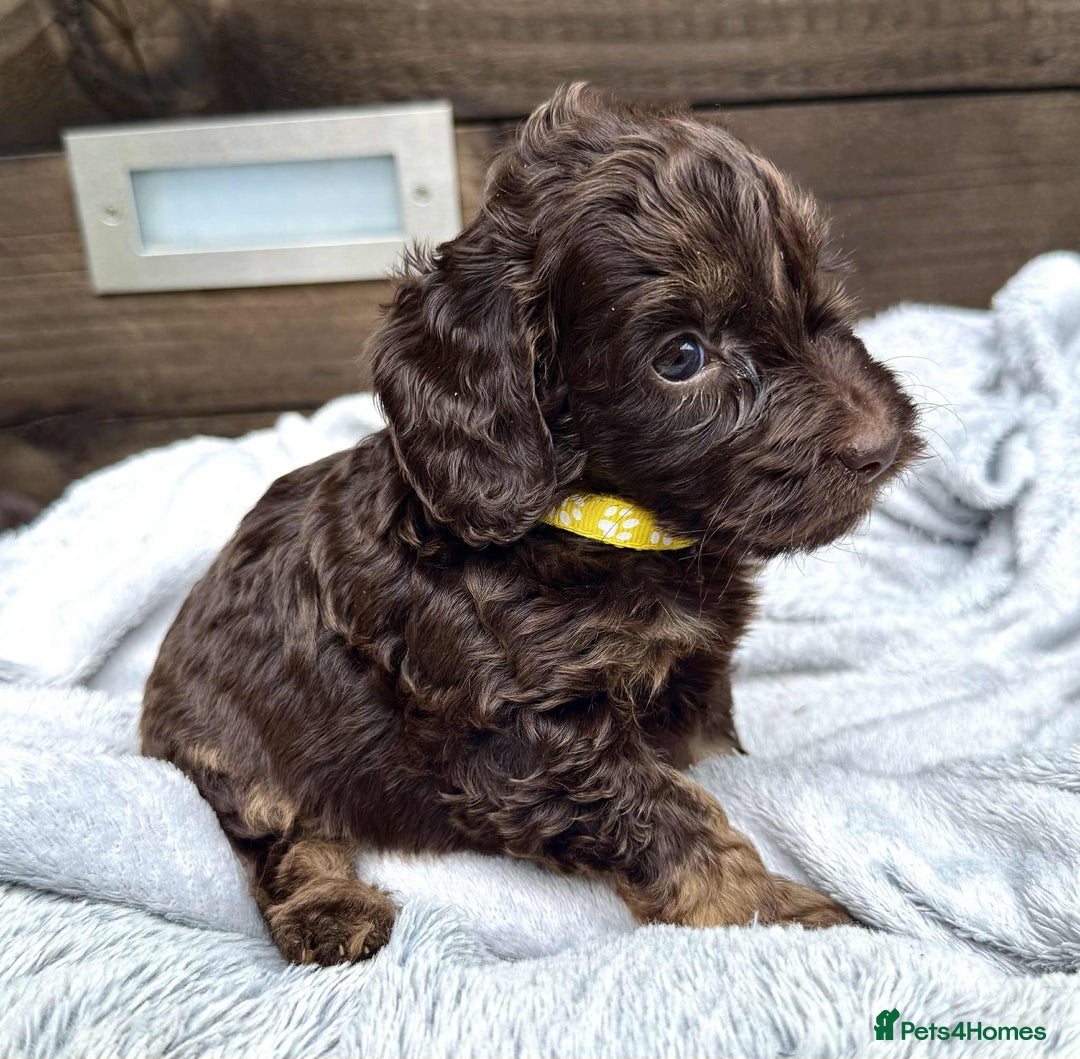 Cockapoo dogs for sale: 🤎🧡F1 Extensively Health Tested Cockapoos🧡🤎 - Image 4