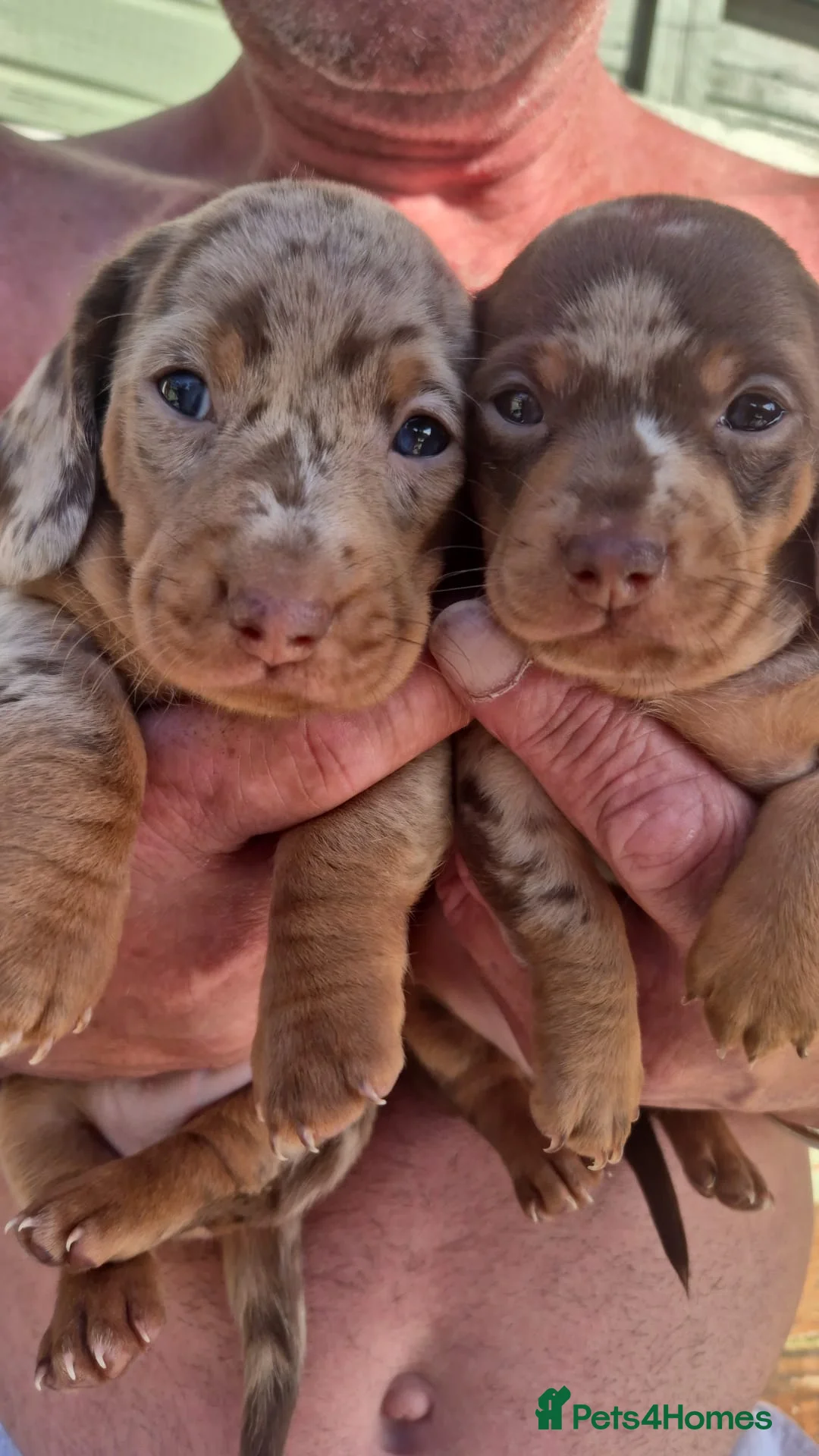 Miniature Dachshund dogs for sale: My most stunning mini-dachunds x - Advert 1