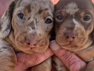 Miniature Dachshund dogs My most stunning mini-dachunds x - Advert 16