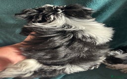 Mixed Breed dogs for sale: Biewer Terrier 2 boys , parents DNA tested. - Image 12