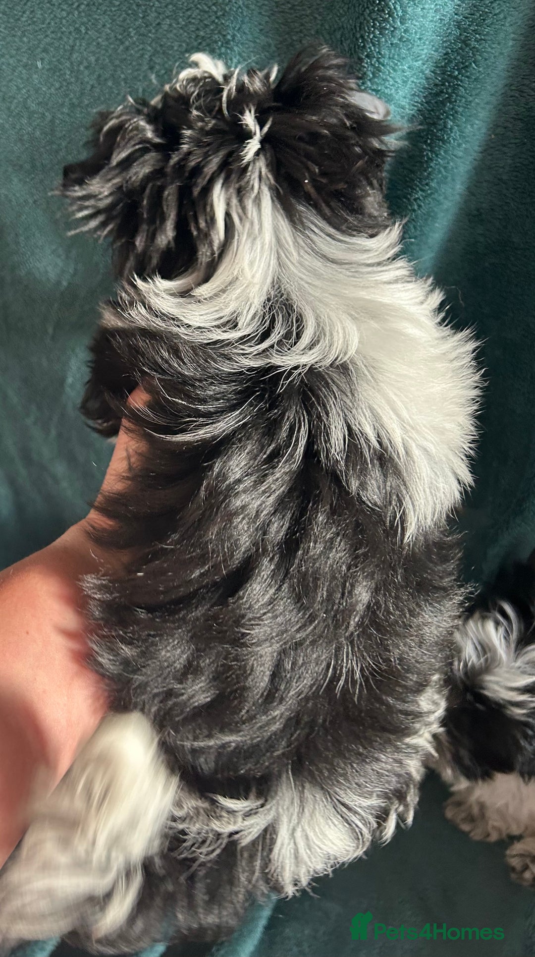 Mixed Breed dogs for sale: Biewer Terrier 2 boys , parents DNA tested. - Image 12