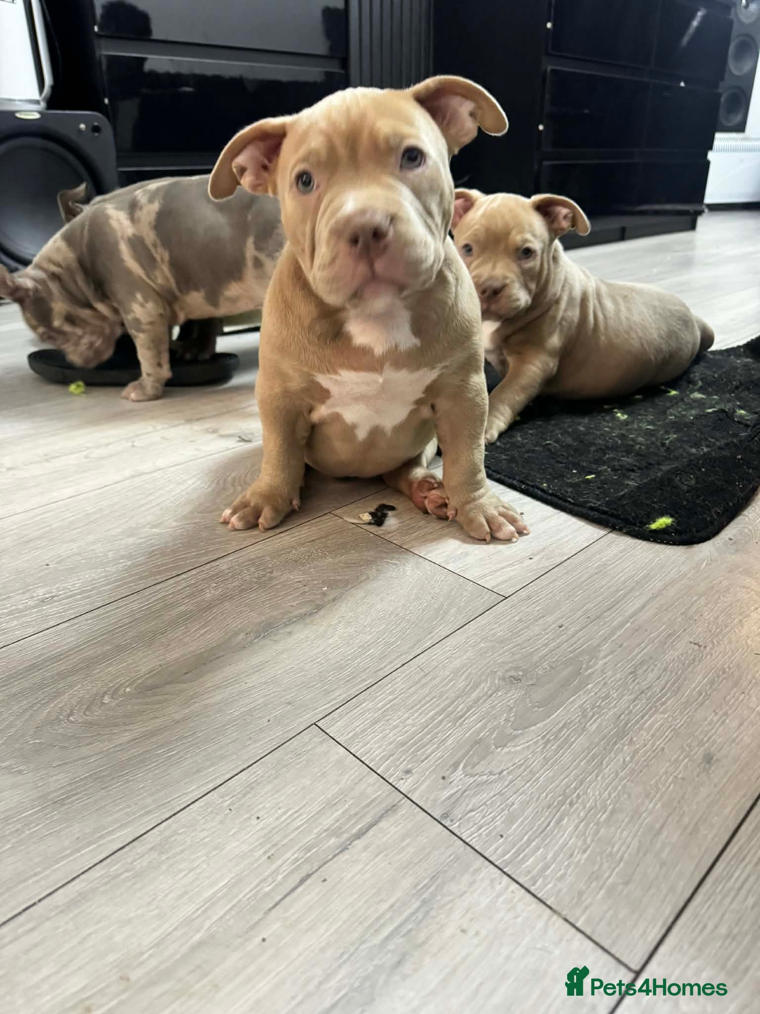 American Bully dogs Exclusive American Bully Pocket Premium Line - Advert 1