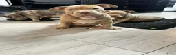 American Bully dogs for sale: Exclusive American Bully Pocket Premium Line - Advert 4