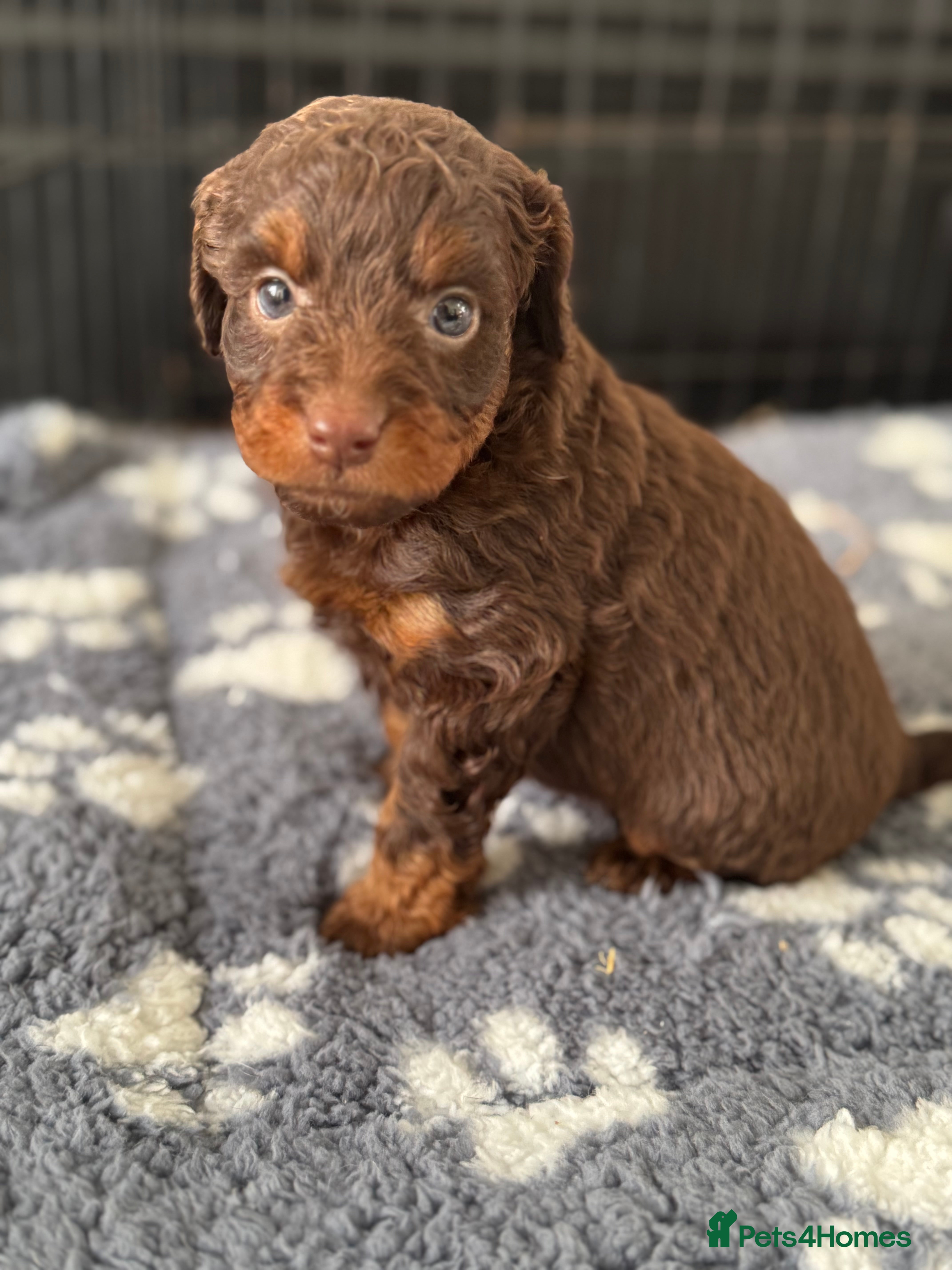 Aussiedoodle dogs Aussiedoodle MINIATURE Pups - READY !! - Advert 4