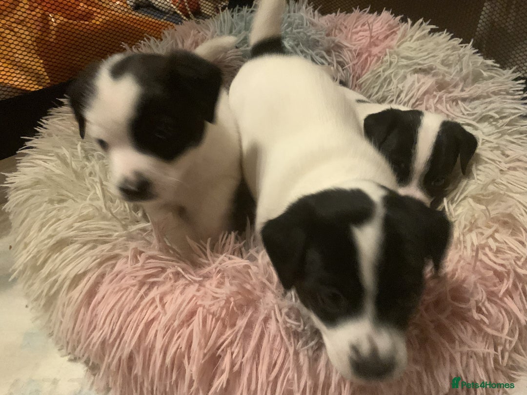 Jack Russell dogs for sale: Jack russell puppys - Advert 5