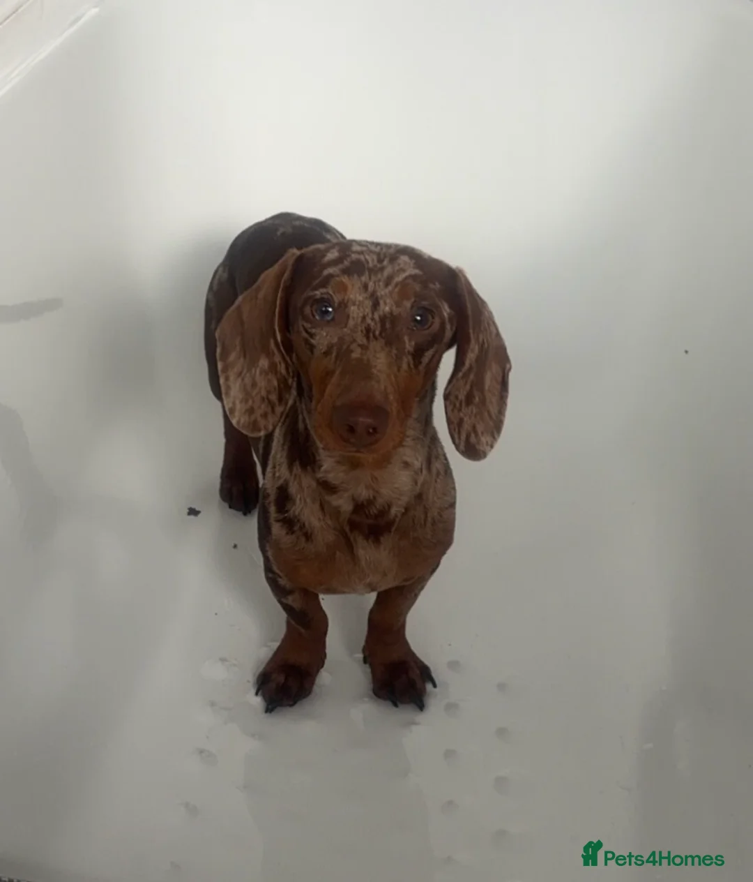 Miniature Dachshund dogs for sale: Beautiful Miniature Dachshund puppies  - Advert 10