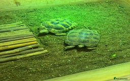 Tortoise reptiles for sale: 2 TORTOISES - Image 1