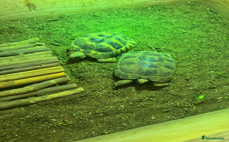 Tortoise reptiles - Advert 1