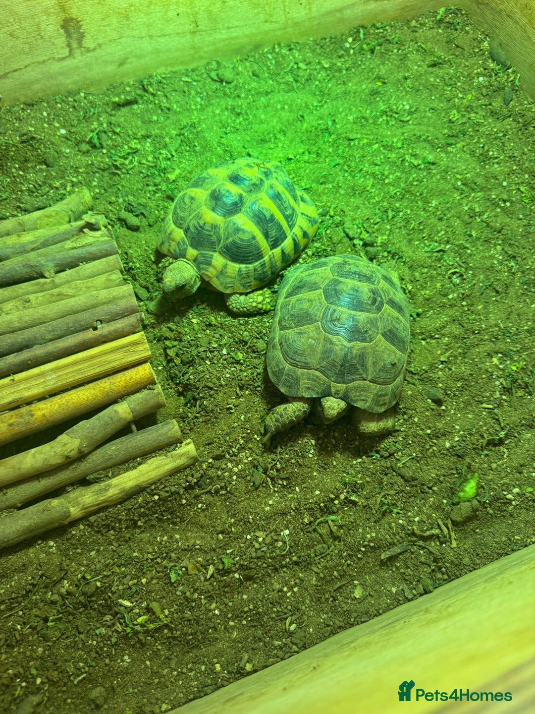 Tortoise reptiles for sale: 2 TORTOISES - Image 1