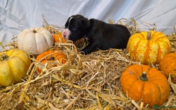 Mixed Breed dogs for sale: 12 beautiful puppies - Image 7