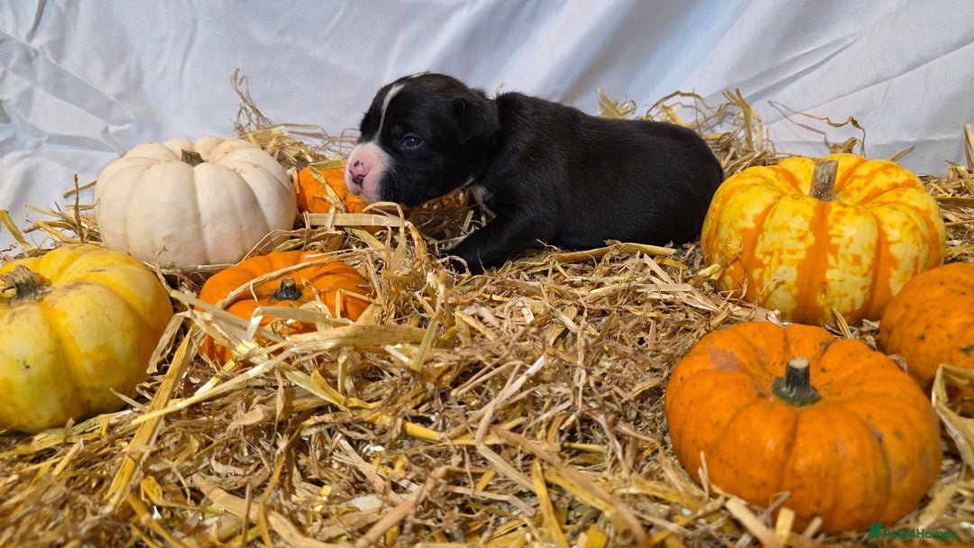 Mixed Breed dogs for sale: 12 beautiful puppies - Image 7
