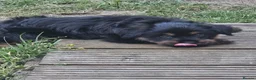 Mixed Breed dogs for sale: Rockie (rotweiler mum Yorkshire terrier dad) - Advert 3