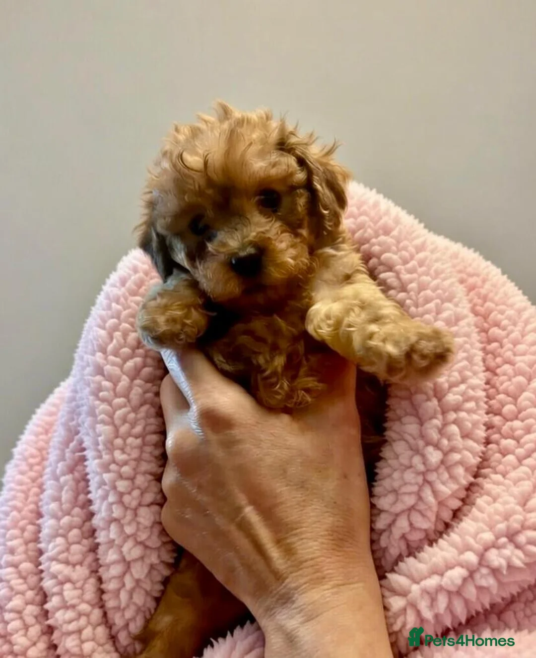 Maltipoo dogs for sale: Teddy bear Maltipoos, DNA Health tested - Advert 13