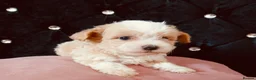 Maltipoo dogs for sale: Beautiful Maltipoo puppies for sale 🐶❤️ - Advert 8