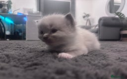 Ragdoll cats for sale: Gorgeous pedigree Ragdoll kittens  - Image 21