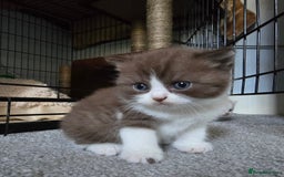 British Shorthair cats for sale: Chocolate Bi-colour GCCF registered boy - Image 7