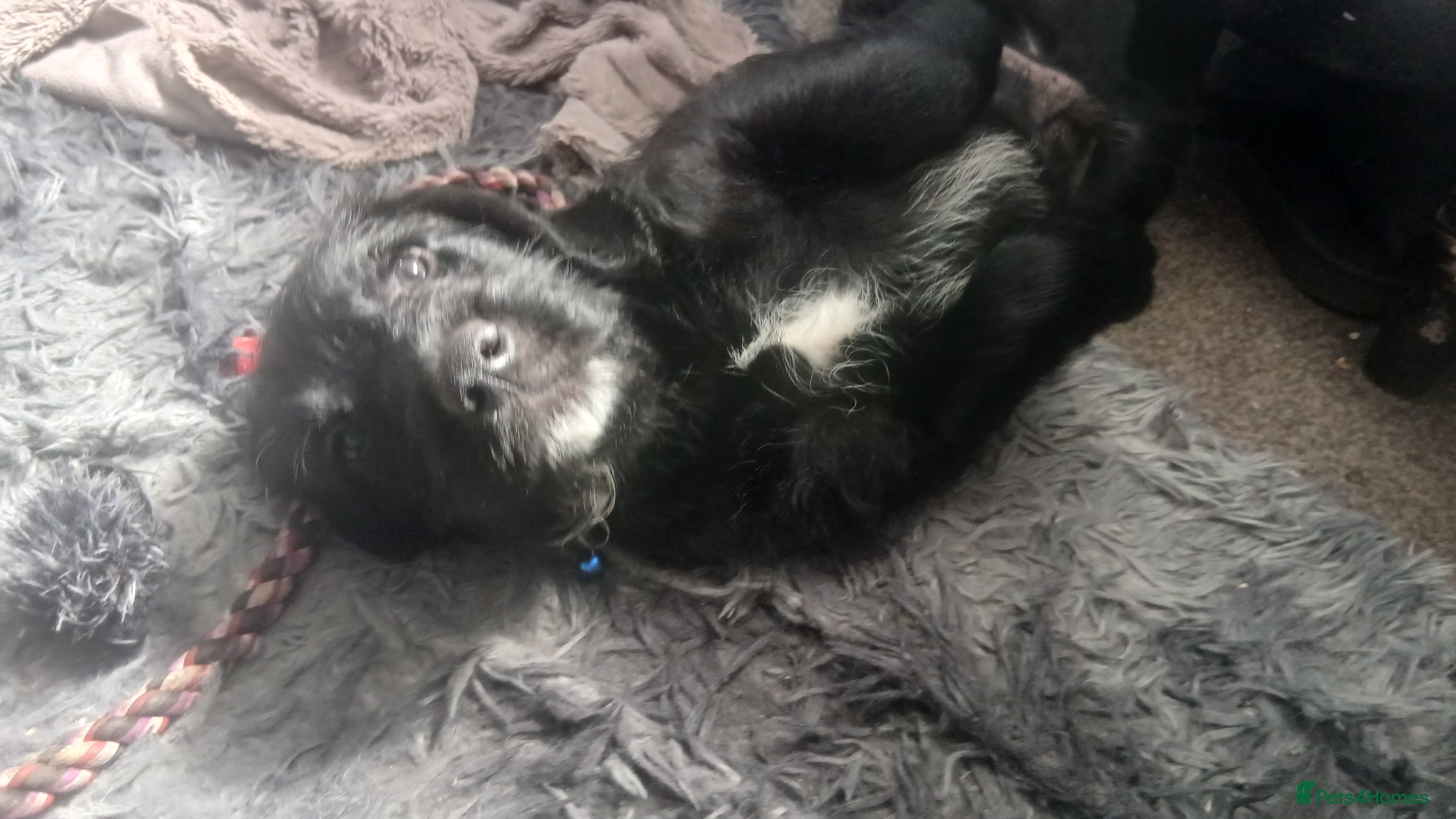 Mixed Breed dogs for sale: Ready Gorgeous Cockapoo x Gold Retriever x pups  - Advert 15