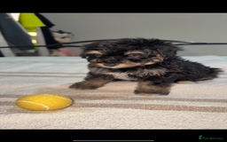 Pomapoo dogs for sale: 4 Beautiful Puppies - 3 Boys🩵 - 1 Girl🩷  - Image 8