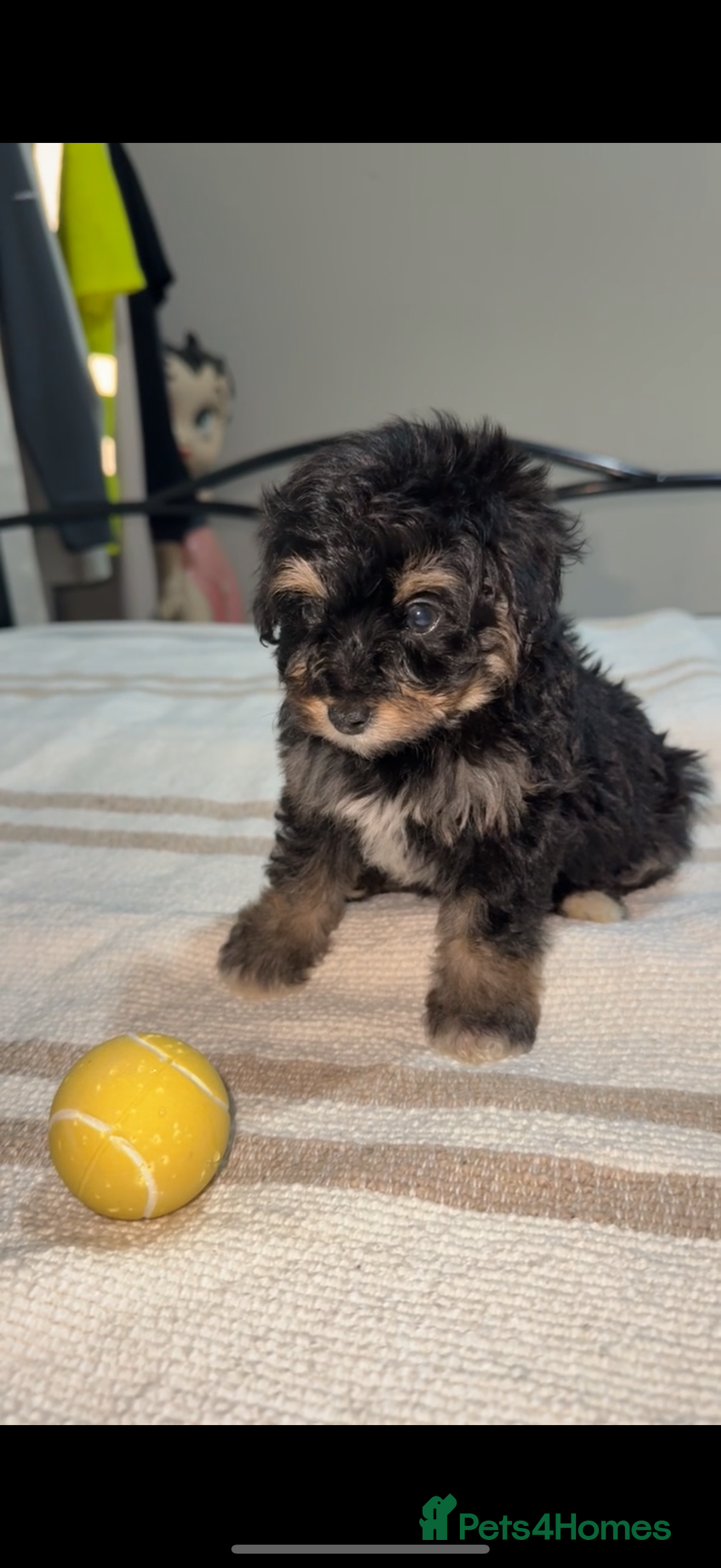 Pomapoo dogs for sale: 4 Beautiful Puppies - 3 Boys🩵 - 1 Girl🩷  - Image 8