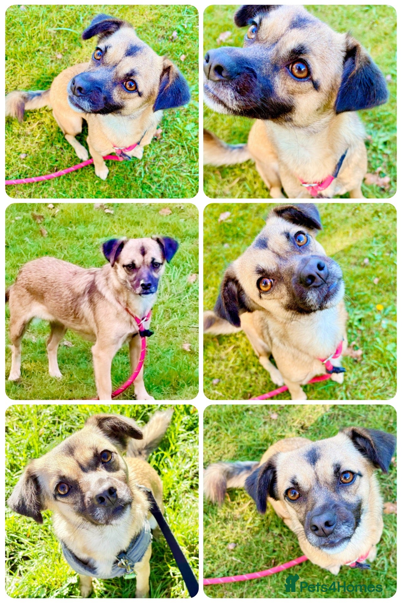 Mixed Breed dogs Meet Marlene  12 months old  6.7kg Romanian mix  - Advert 10