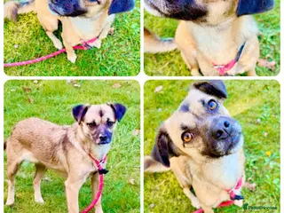 Mixed Breed dogs Meet Marlene 12 months old 6.7kg Romanian mix - Advert 10