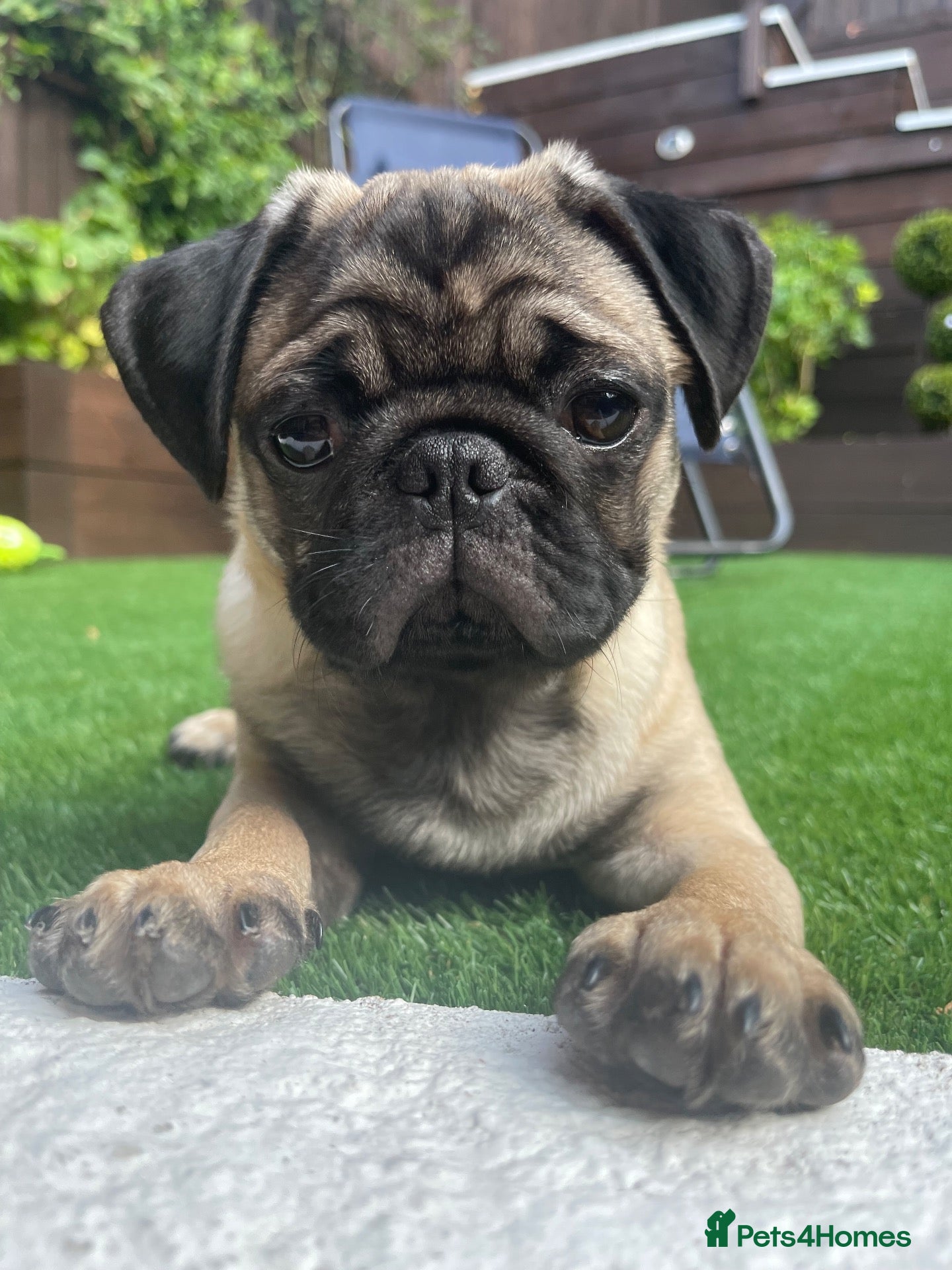 Pug dogs for sale: Pug  months  - Advert 17