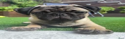 Pug dogs for sale: Pug  months  in Southampton - Advert 1